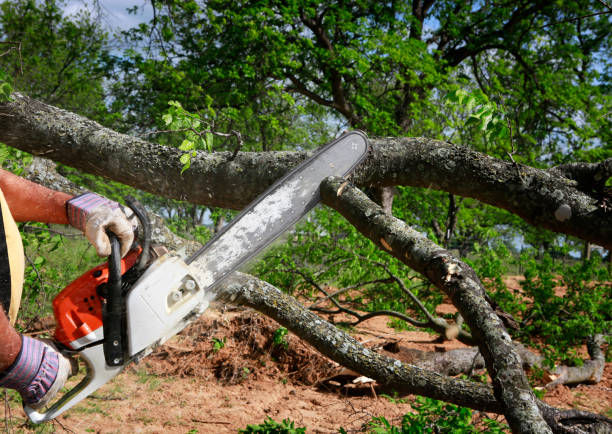 Residential Tree Removal in El Macero, CA